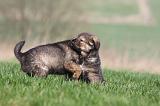 DOGUE DU TIBET 295